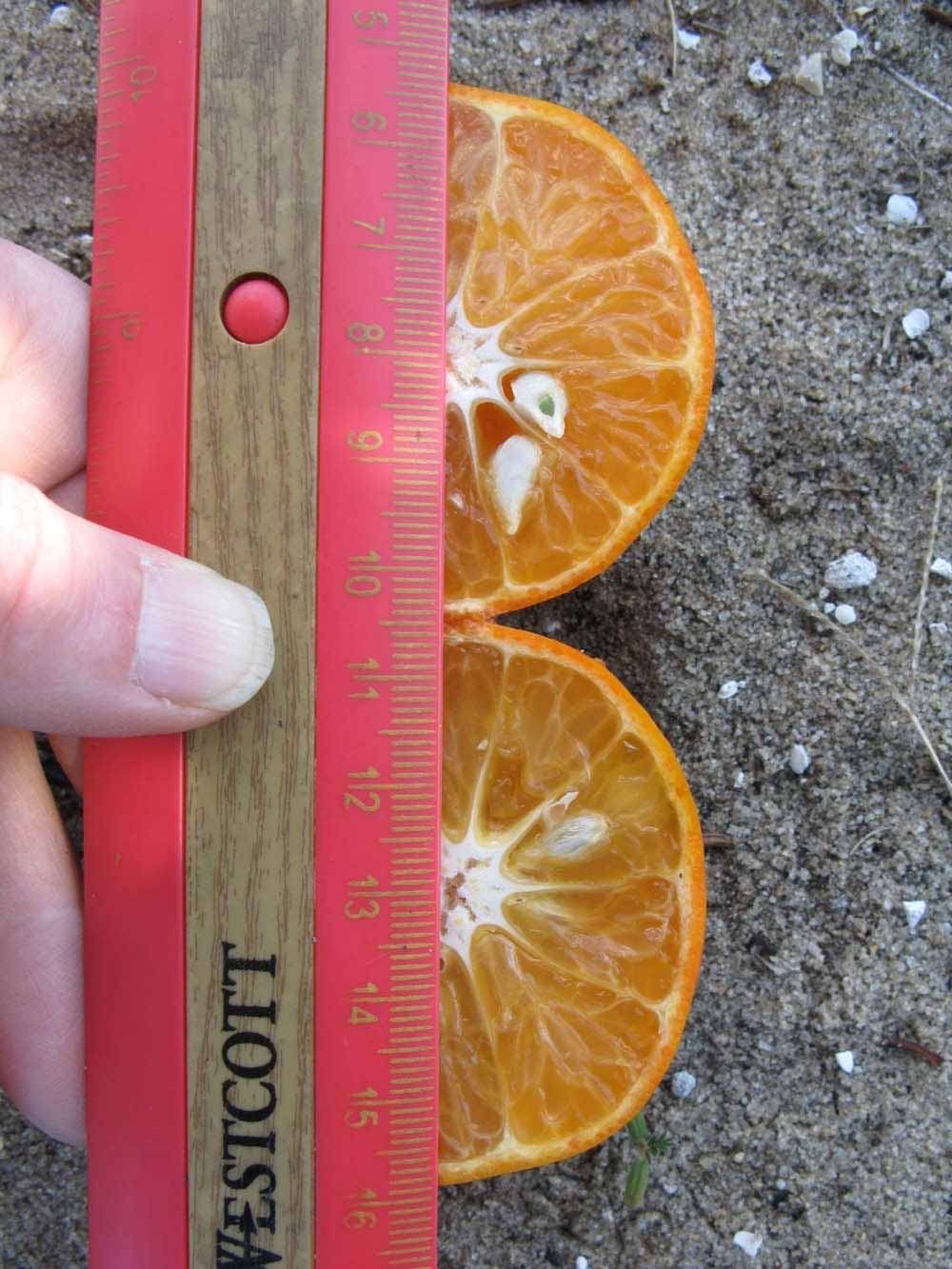              Fruit cross-section (Winter Haven, FL)       